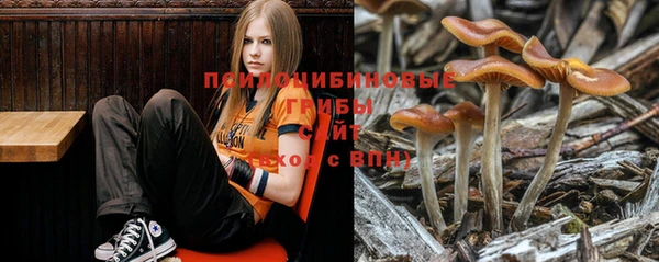 гашик Пересвет